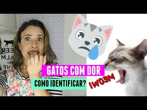 Vídeo: Como saber se um cão está grávida sem um veterinário