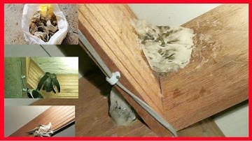 New Month Bird’s Nest @SokleapTho