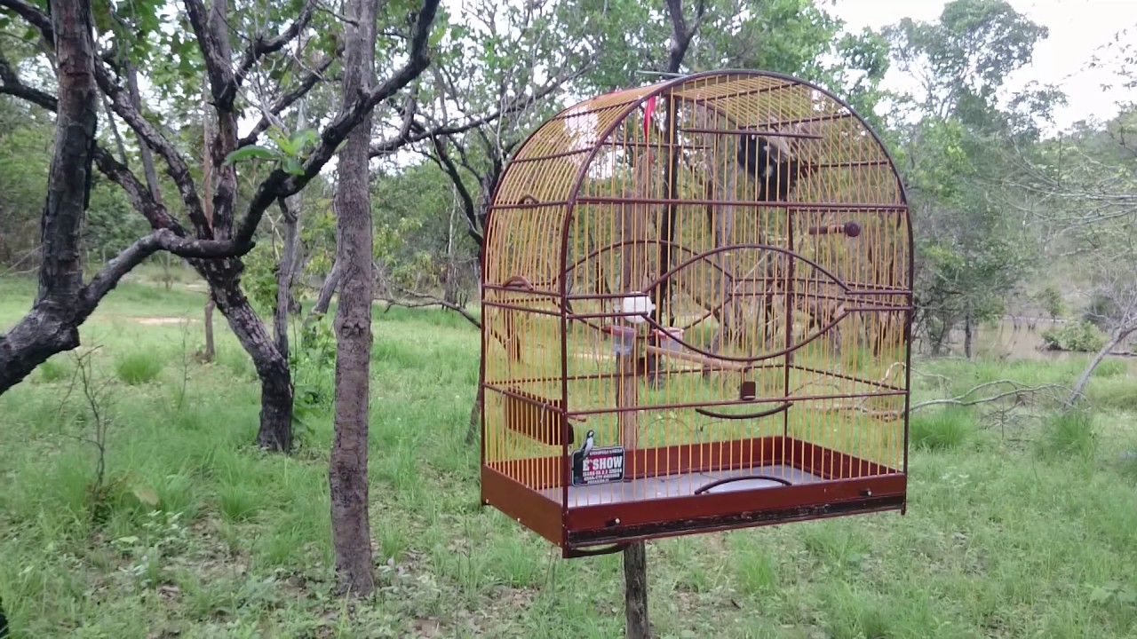 É show 🆚 Torneiro em esperatina 2017