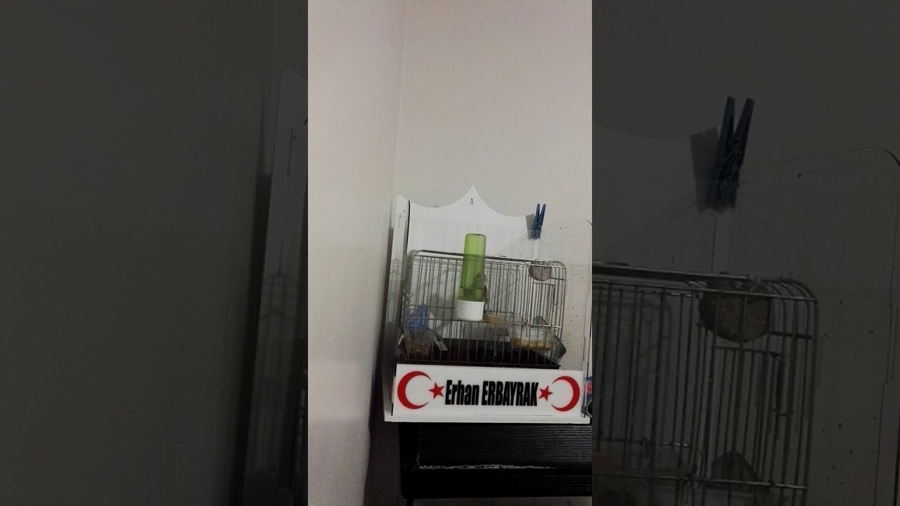 Saka ötümü, çipet pet, full şak şak 2, carduelis carduelis