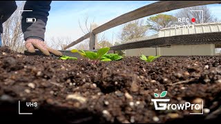 Planting Pak Choi in the Backyard Garden - YouTube