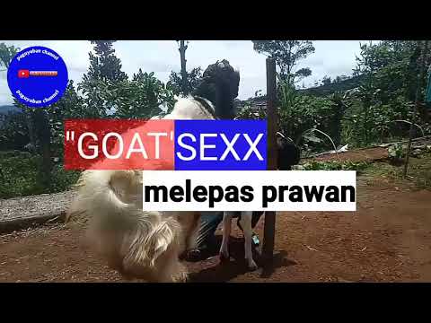 Melepas perawan di siang bolong