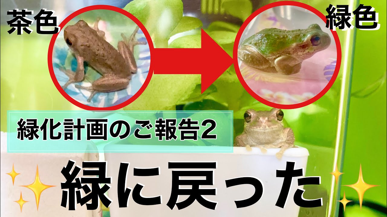 Vo 44茶色だったアマガエルが緑色に戻ったのです 緑化計画のご報告2 Youtube
