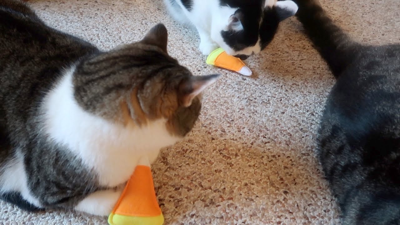 Halloween Candy Corn Toys For Cats YouTube
