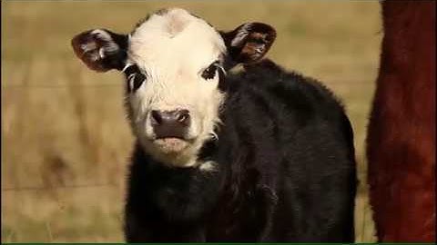 YOLO Object Detection Demo