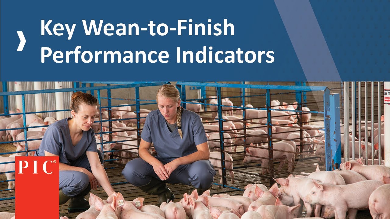 Wean-to-Finish Priorities for a Quality Weaned Pig | Pig Improvement Company