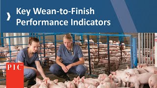 Wean-to-Finish Priorities for a Quality Weaned Pig | Pig Improvement Company