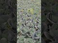 Patta gobhi ka kheti #short #video