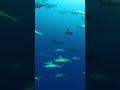 GoPro | Diving with a Swarm of Hammerhead Sharks 🎬 Tatsuro Yamada #Shorts