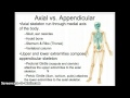 Exploring The Human Skeleton: Axial And Appendicular System Insights