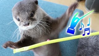 カワウソ コタロー　かわいい指揮者のクネクネダンス　Kotaro the Otter Cute Orchestra Conductor