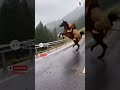 "Shocking Encounter: Horse Kicks Back at Lion with Fierce Blow! 🐎🦁⚡"
