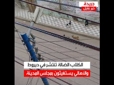 الكلاب الضالة تغزو شوارع ديروط