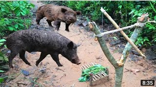 #WILDPIG #TRAP MAKING/KUTENGENEZA MTEGO WA NGURUWE PORI