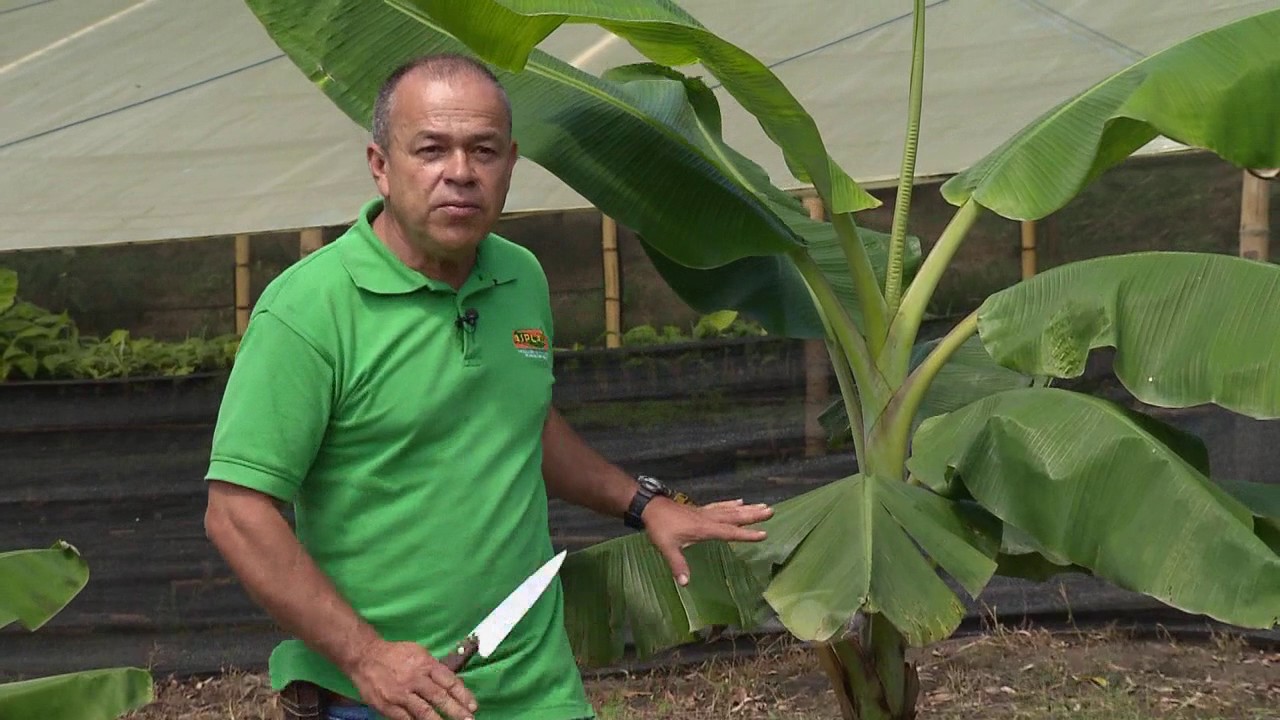 Poda de saneamiento en el plátano La Finca de Hoy YouTube