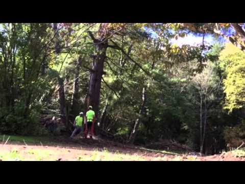 Dead tree felling - YouTube