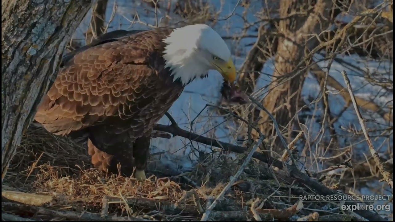 Decorah North Eagles 3-3-26, 4 pm DNF finishes squirrel, takes off