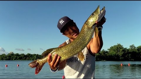 W4F - Musky Fishing "9lb Musky and 8lb Northern"