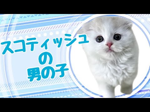 スコティッシュフォールドの子猫 (中之島)