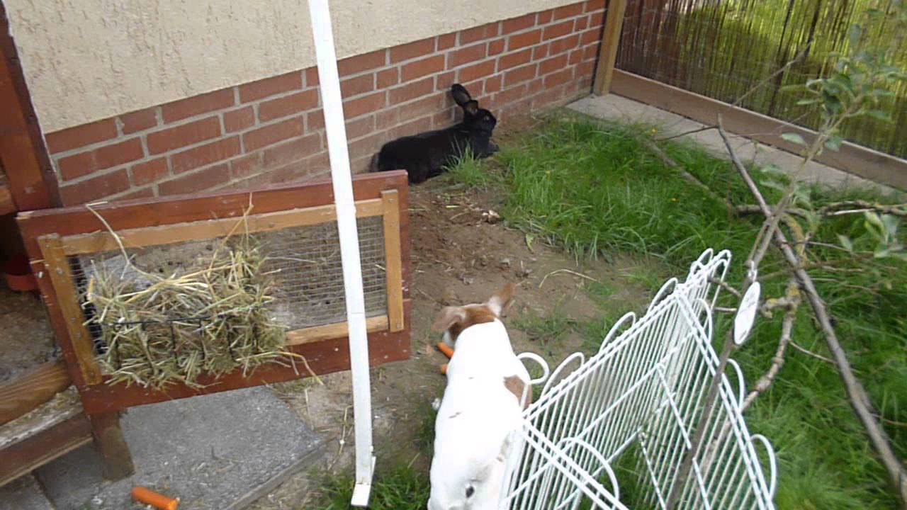 Deutsche Riesen Kaninchen - YouTube