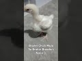 Broiler Chick Resulta Ng Broiler Breeding Natin :)