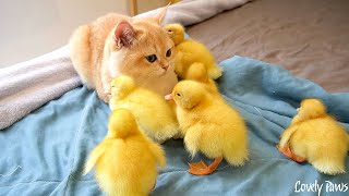 Kittens and ducklings are always clinging to each other. Their friendship is so beautiful. by Lovely Paws 176 views 13 hours ago 8 minutes, 18 seconds