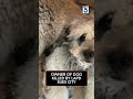 Owner of dog killed by LAPD sues city