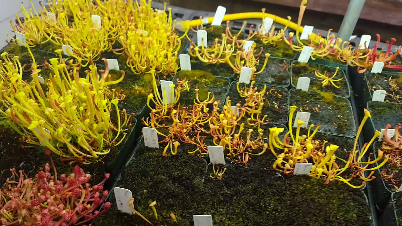 Sarracenia seedlings under lights
