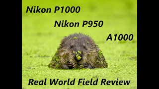 NIKON P1000, P950, A1000 ----  WILDLIFE Real World Review  (2020)