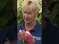 Hydrangeas varieties you can plant!