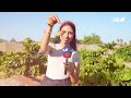«اللوز البحريني».. ضيف الموسم المحبب على الموائد البحرينية