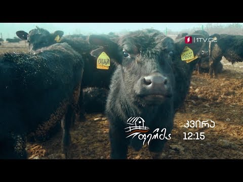 „ფერმა\" - 24 თებერვალს, 12:15 საათზე