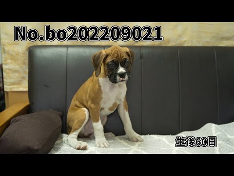 ボクサー犬の子犬販売 No.bo202209021 静岡県浜松市のブリーダー 2022年9月2日生 11月1日現在