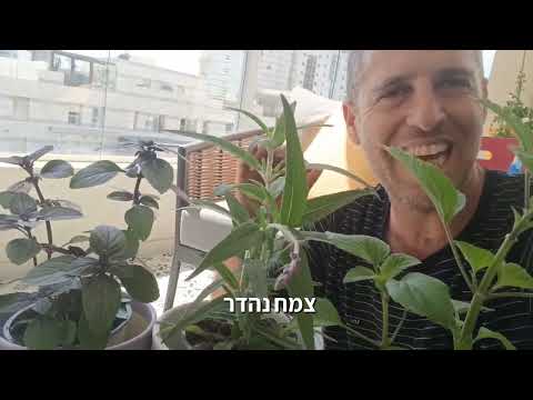 הצמחים הראשונים שהייתי שותל אצלי בגינה