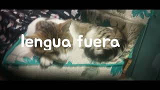 Primos -Crowxe- Los Pepasostemasos Lengua Afuera