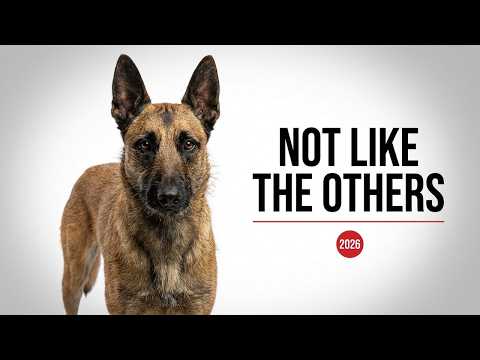 Why Belgian Malinois Are Nothing Like Other Guard Dogs