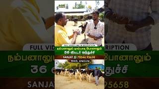 உள்ளாரா tank இருக்குமா! 25 liters milking hf cows#farming #hfcows #jerseycows #cowfarm