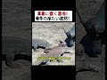 草原に響く悲鳴! 母牛の冷たい沈黙! #コモドドラゴン #親子の絆 #サバイバルドラマ #動物の本能 #悲劇の瞬間