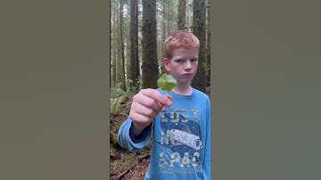 4 Leaf Clover - Steven Saturday - 10 Kids in 10 Years