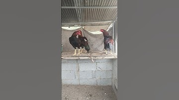 Hướng Dẫn làm vam căng lưới b40 , 2 in 1 kéo siêu căng hàn nhanh và đẹp