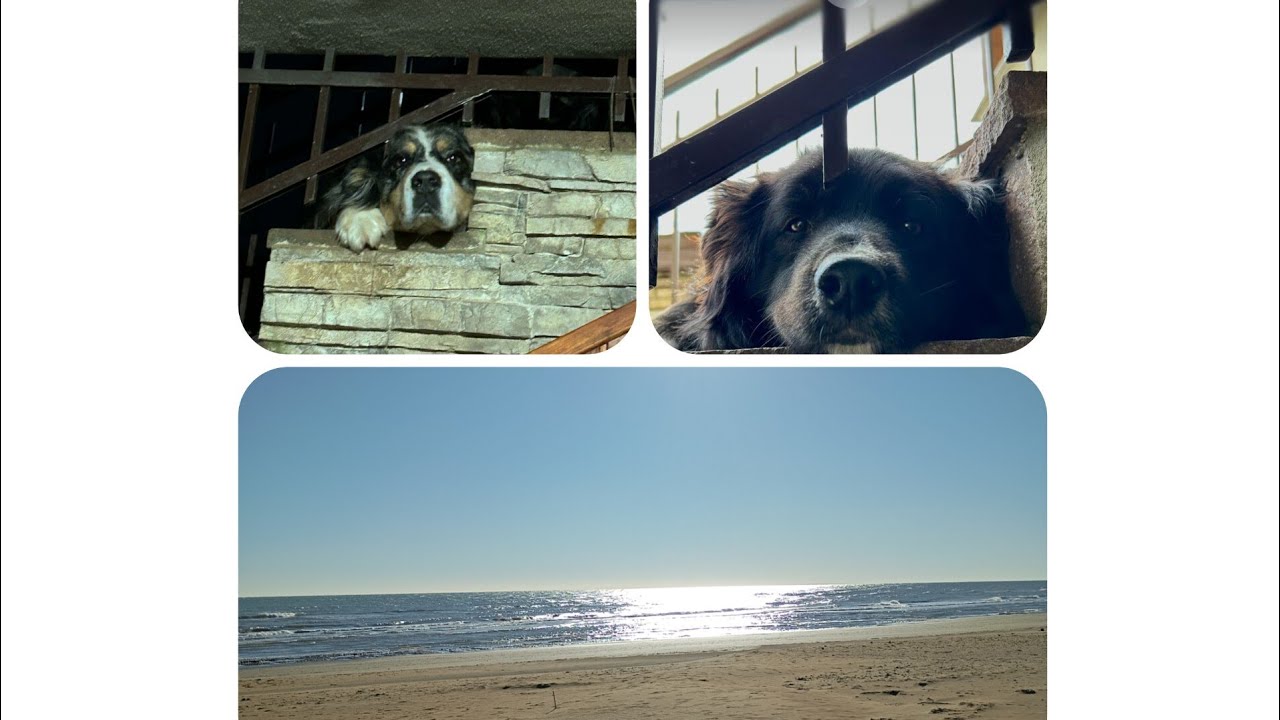 cani felici: una giornata tutta per loro