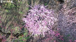 北野天満宮の梅見ごろ　甘い香り漂い14日まで週末ライトアップ