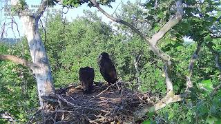 Happy TWO MONTH Birthday to the Little Miami Eaglets. MY have they've GROWN !