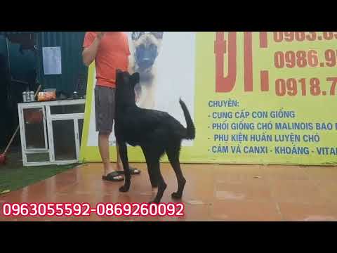 Video Làm lệnh cực hay với chó Becgie Hà Lan đã qua huấn... - youtube