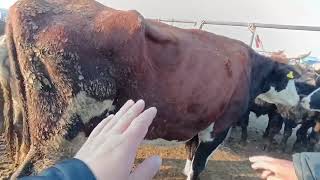 СААН уйлар тартылган Видео Пригородный мал базар 23-ноябрь 2024ж