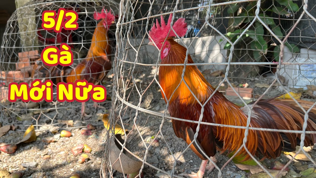 Gà Mới Nữa Nè Bà Con Ơi Ai Khoái Thì Tranh Thủ Kêu Mình 