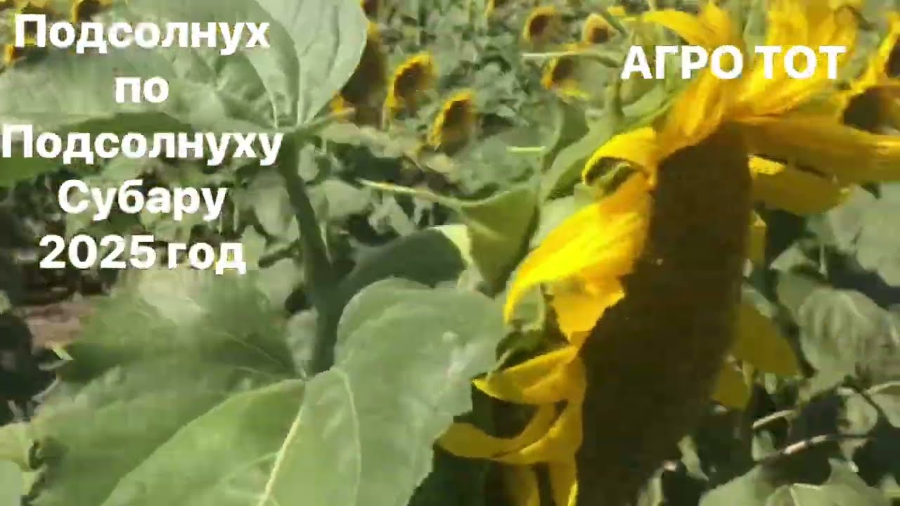 Подсолнечник по подсолнечнику прямой посев без обработки сенгента Субару 2025 год АГРО ТОТ 