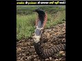 Why don't wild animals die from snake venom?#new #sciencefacts #trending #amazingfacts #viral
