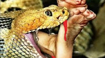 liveleak animal attack graphic - YouTube