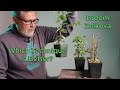 Bonsaify  two techniques to create an ideal zelkova broom bonsai